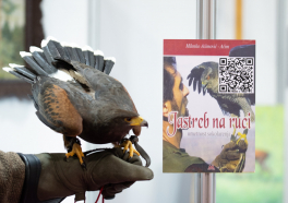 (FOTO+VIDEO) Druženje sa sokolarima i fotografisanje sa njihovim pticama oduševilo sve posetioce Novosadskog sajma